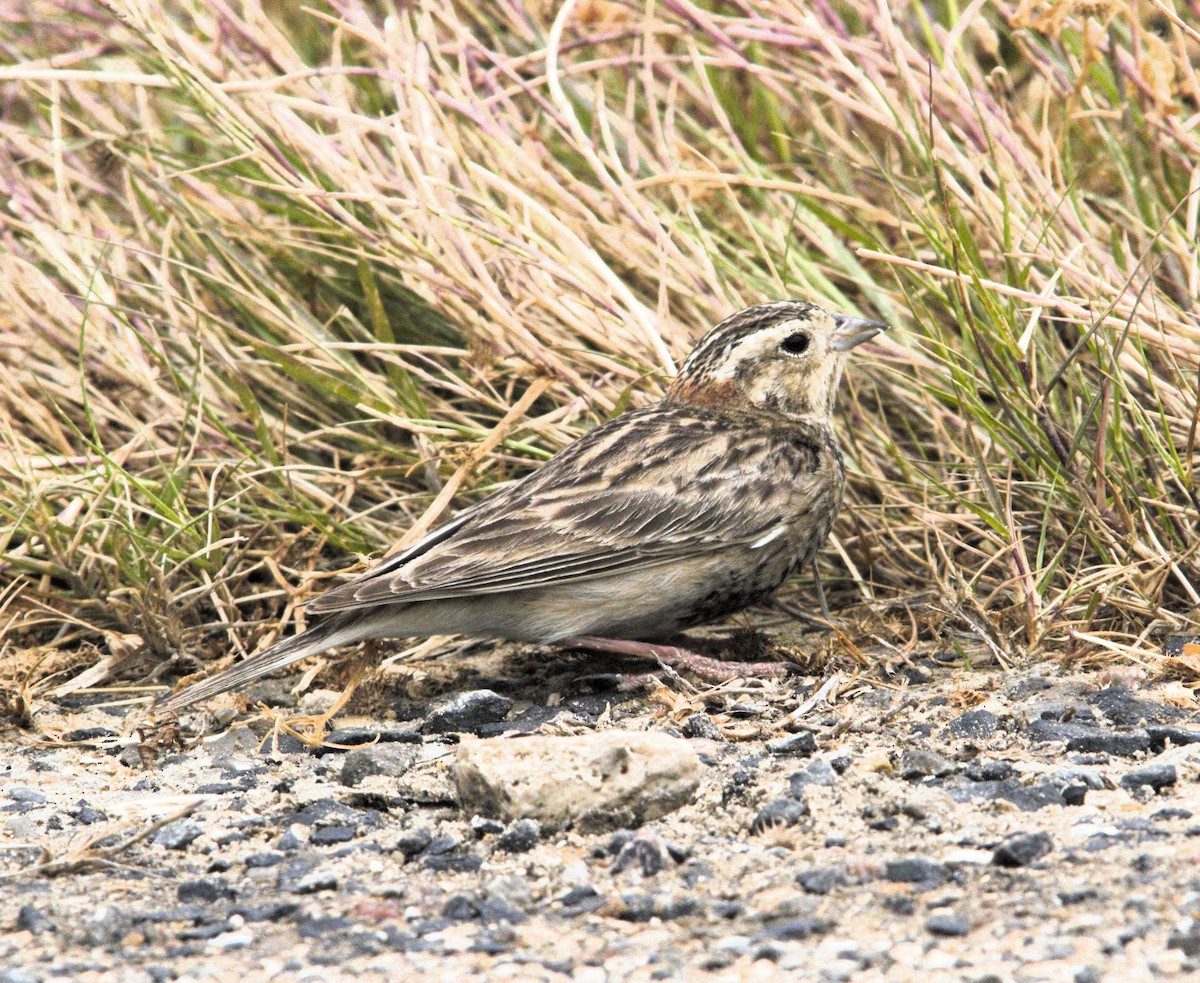 Chestnut-collared Longspur - ML617486611