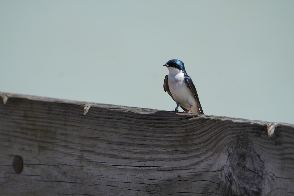 Tree Swallow - Will Cihula