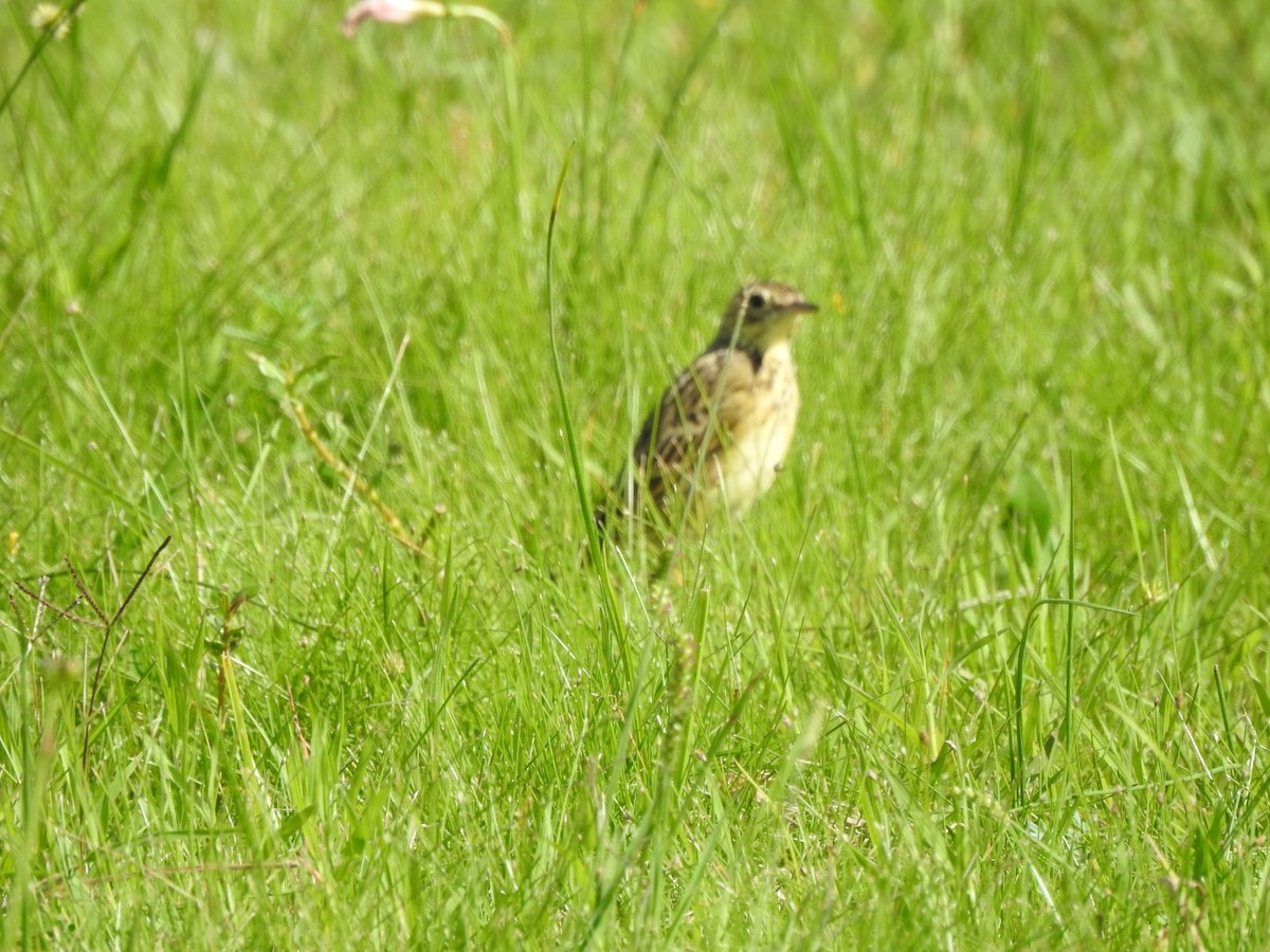 Yellowish Pipit - ML617486633