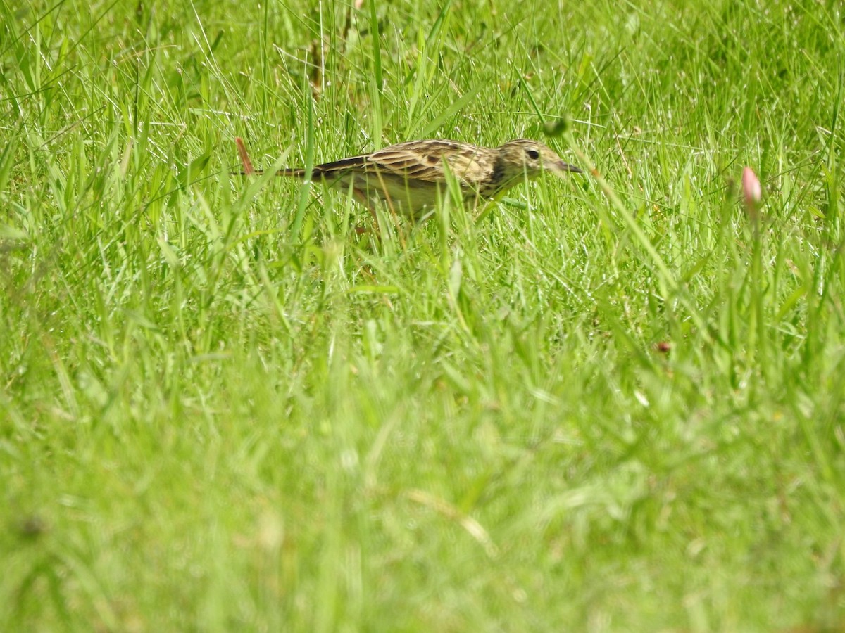 Yellowish Pipit - Carlos Galvan