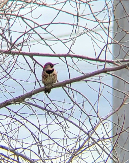 Northern Flicker (Yellow-shafted) - ML617486667