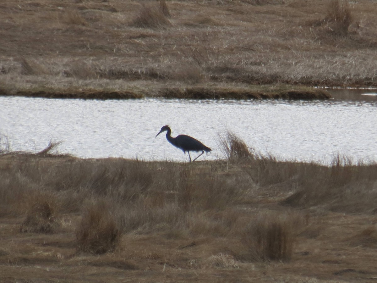 Little Blue Heron - ML617486669