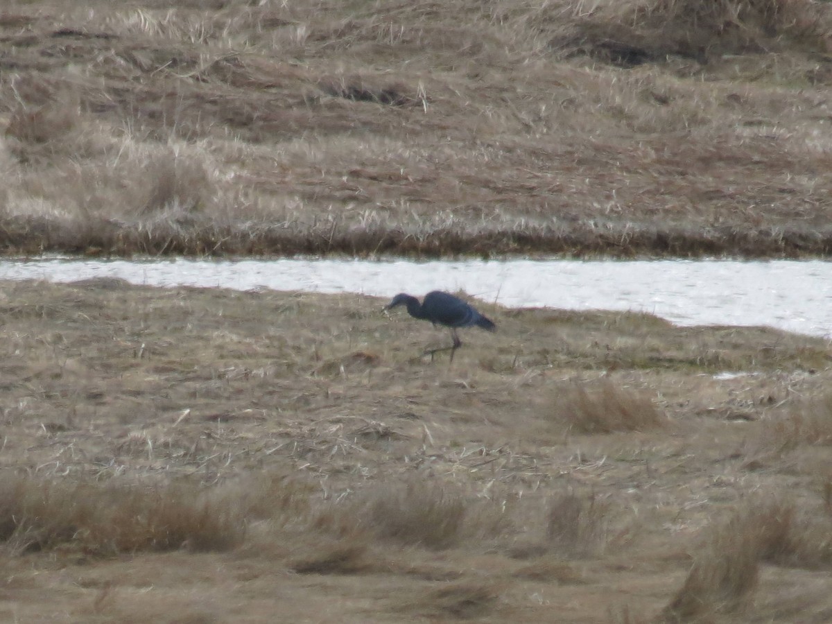 Little Blue Heron - ML617486670