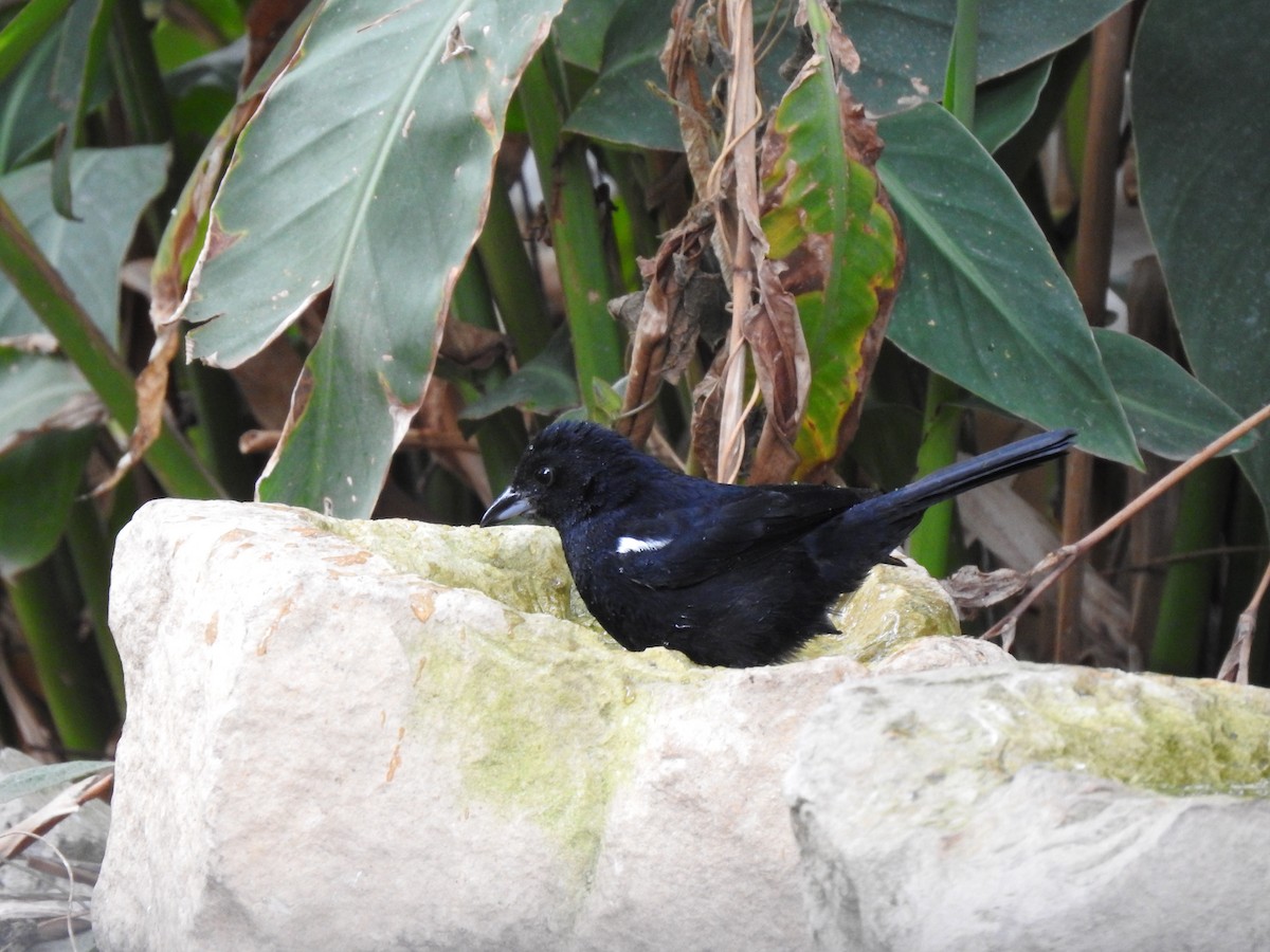 White-lined Tanager - ML617486693