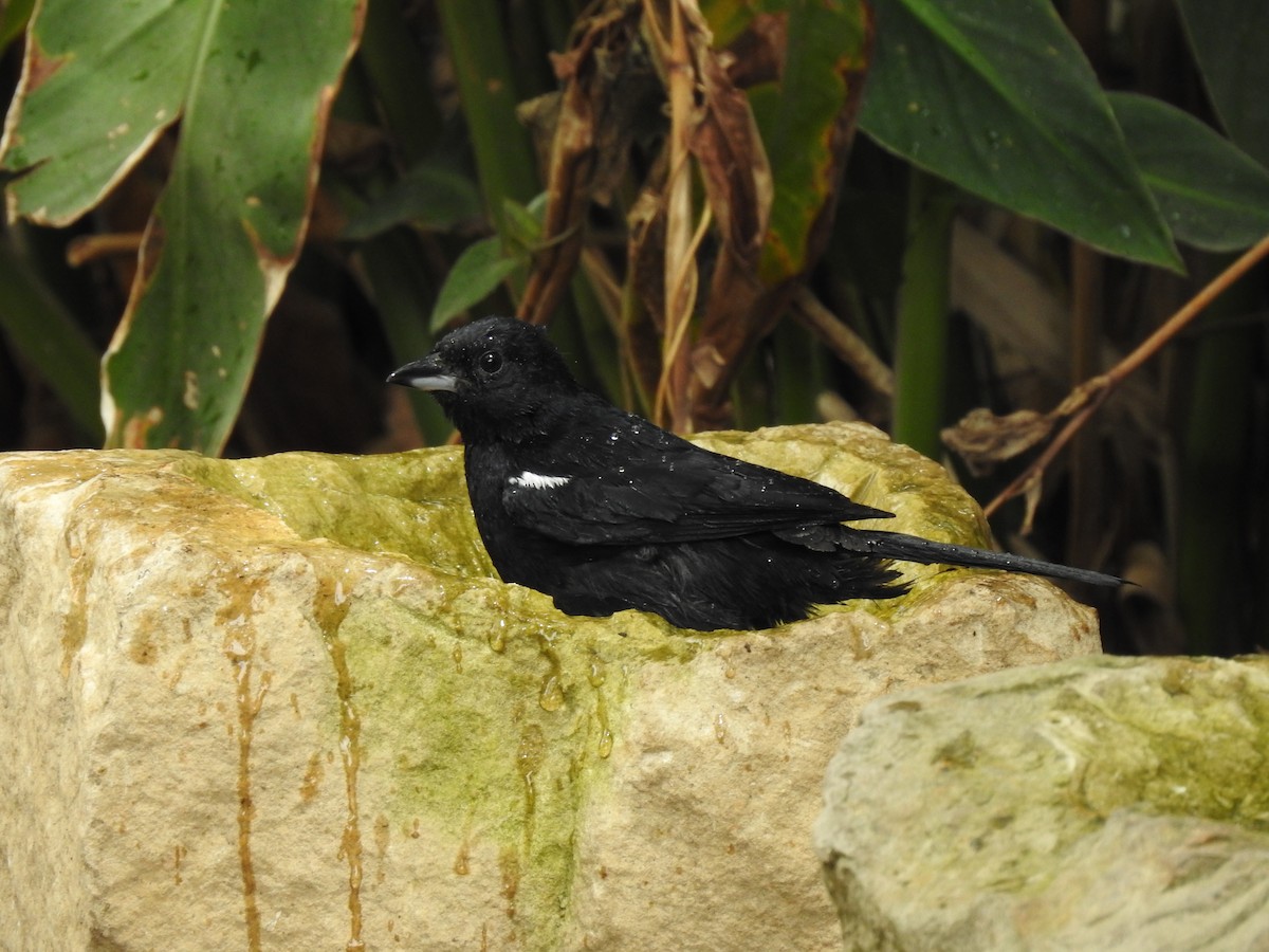 White-lined Tanager - ML617486694