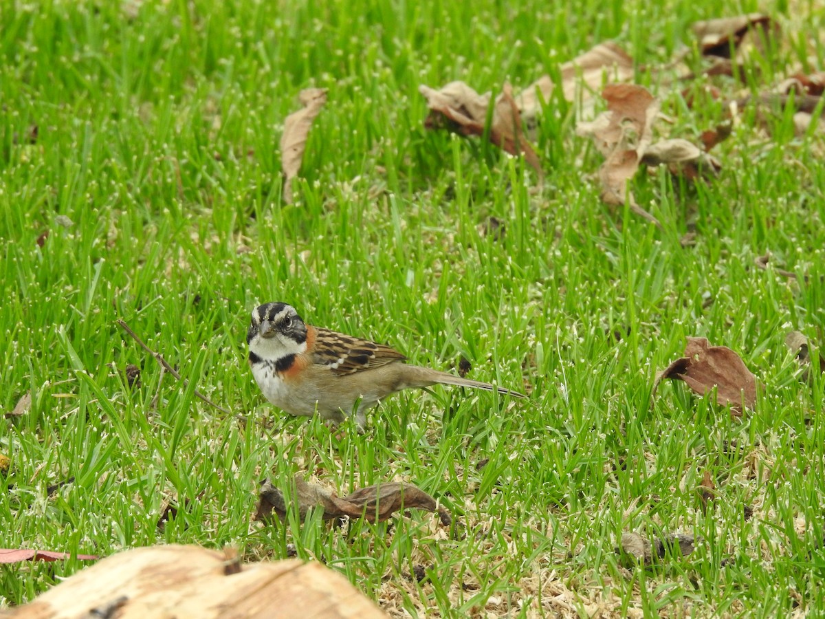 Eastern Meadowlark - ML617486705