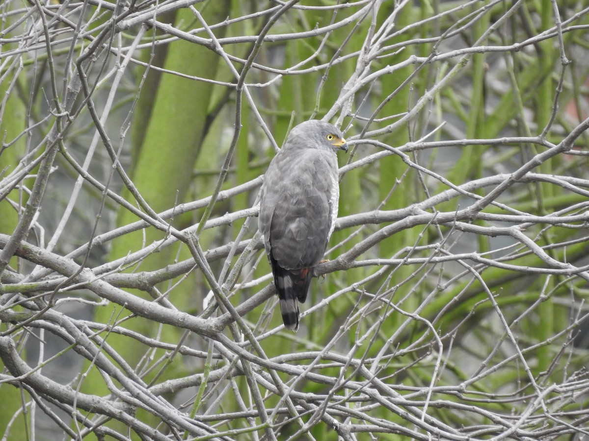 Roadside Hawk - ML617486711