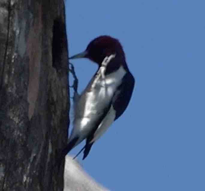 Red-headed Woodpecker - ML617486759