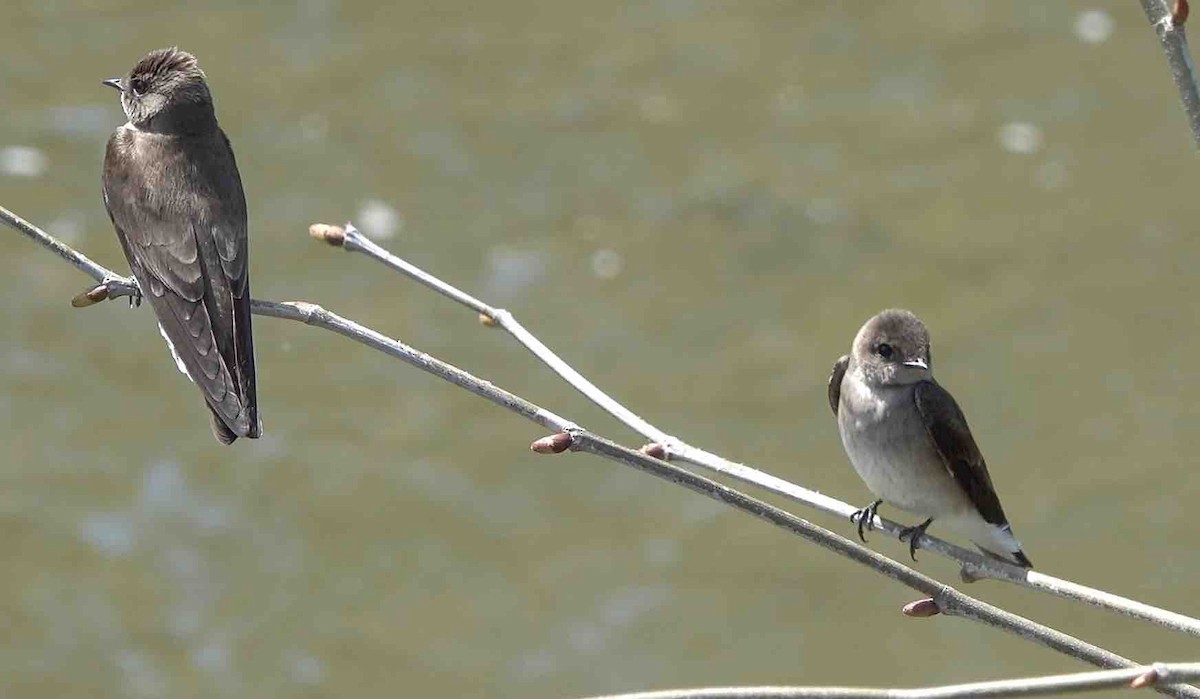 Northern Rough-winged Swallow - ML617486766