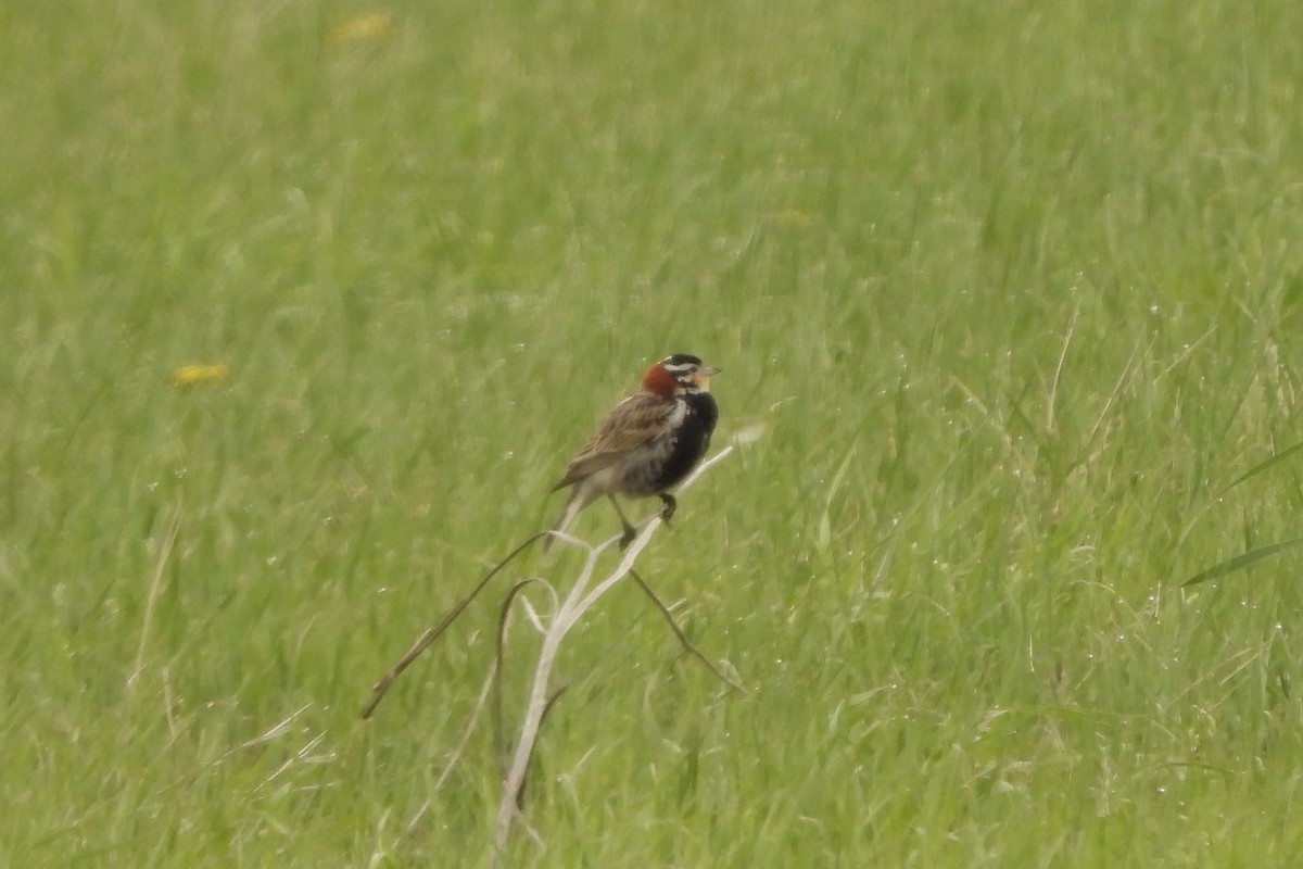 Chestnut-collared Longspur - ML617486842