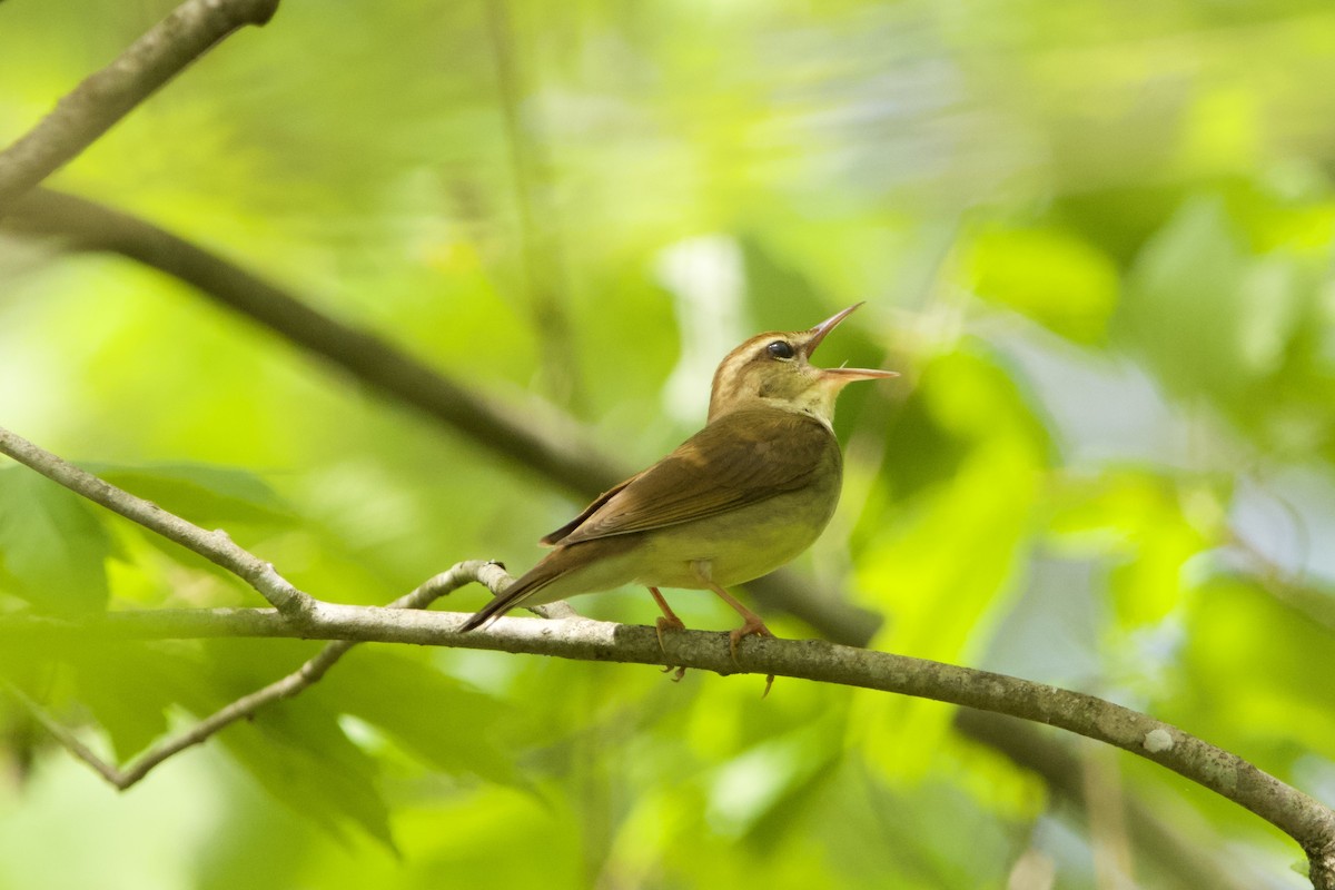 Swainson's Warbler - ML617486877