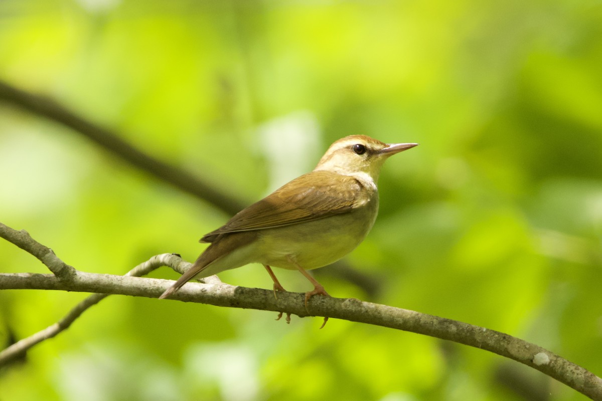 Swainson's Warbler - ML617486878