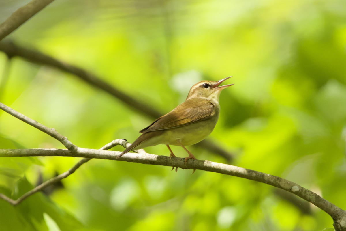 Swainson's Warbler - ML617486879