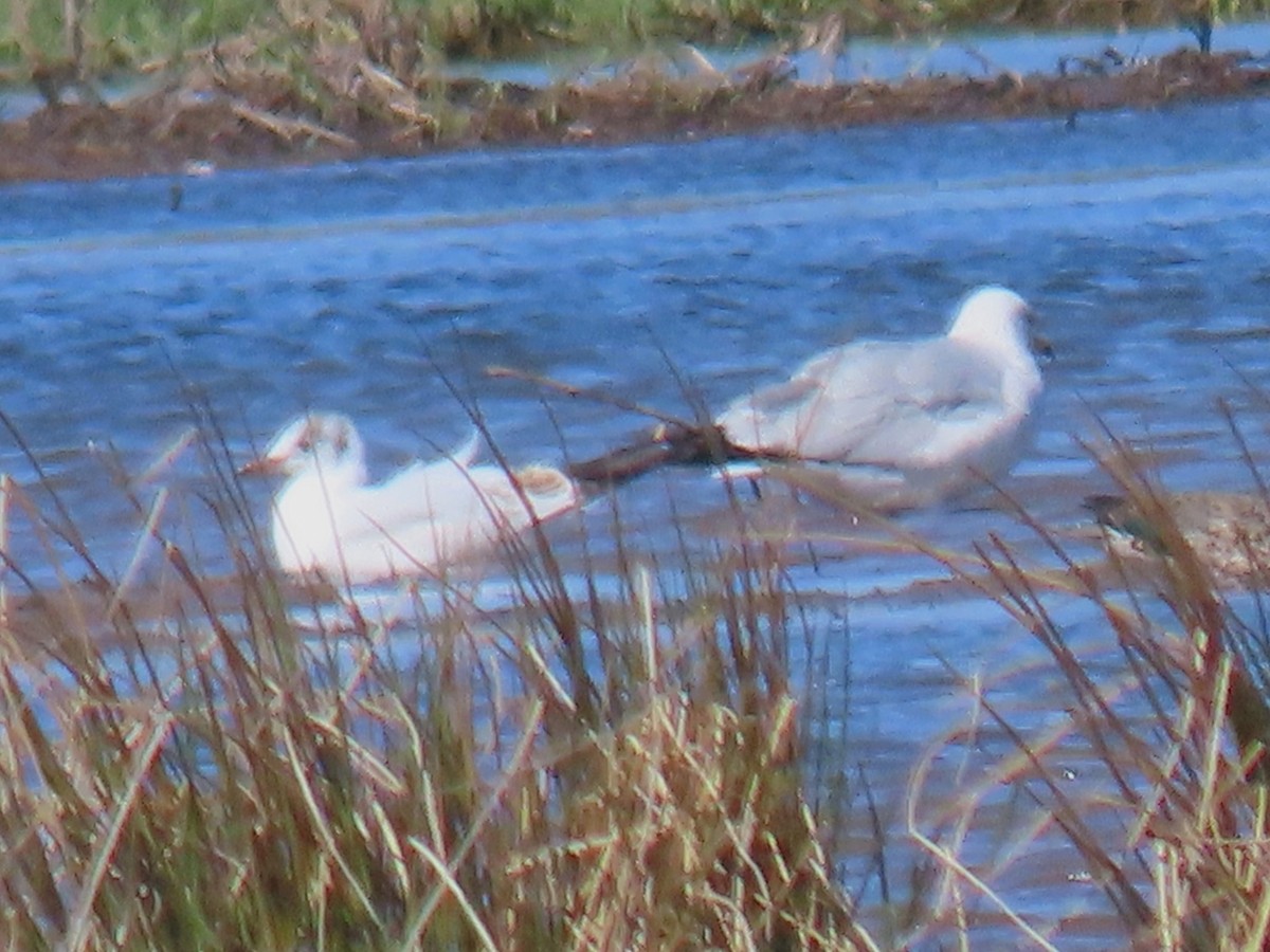 Mouette rieuse - ML617486888