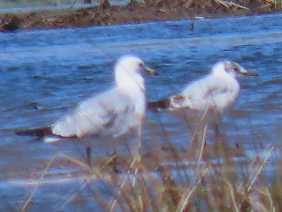 Mouette rieuse - ML617486889