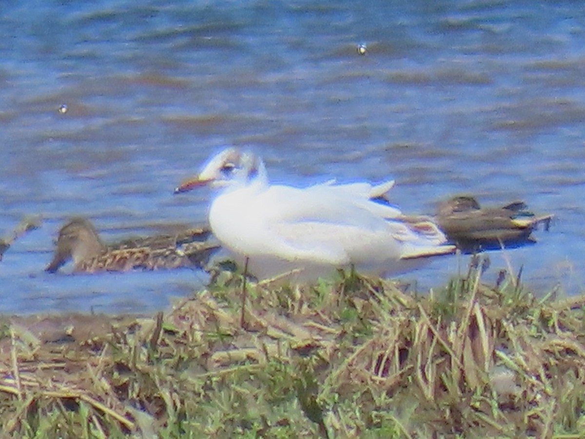 Mouette rieuse - ML617486893