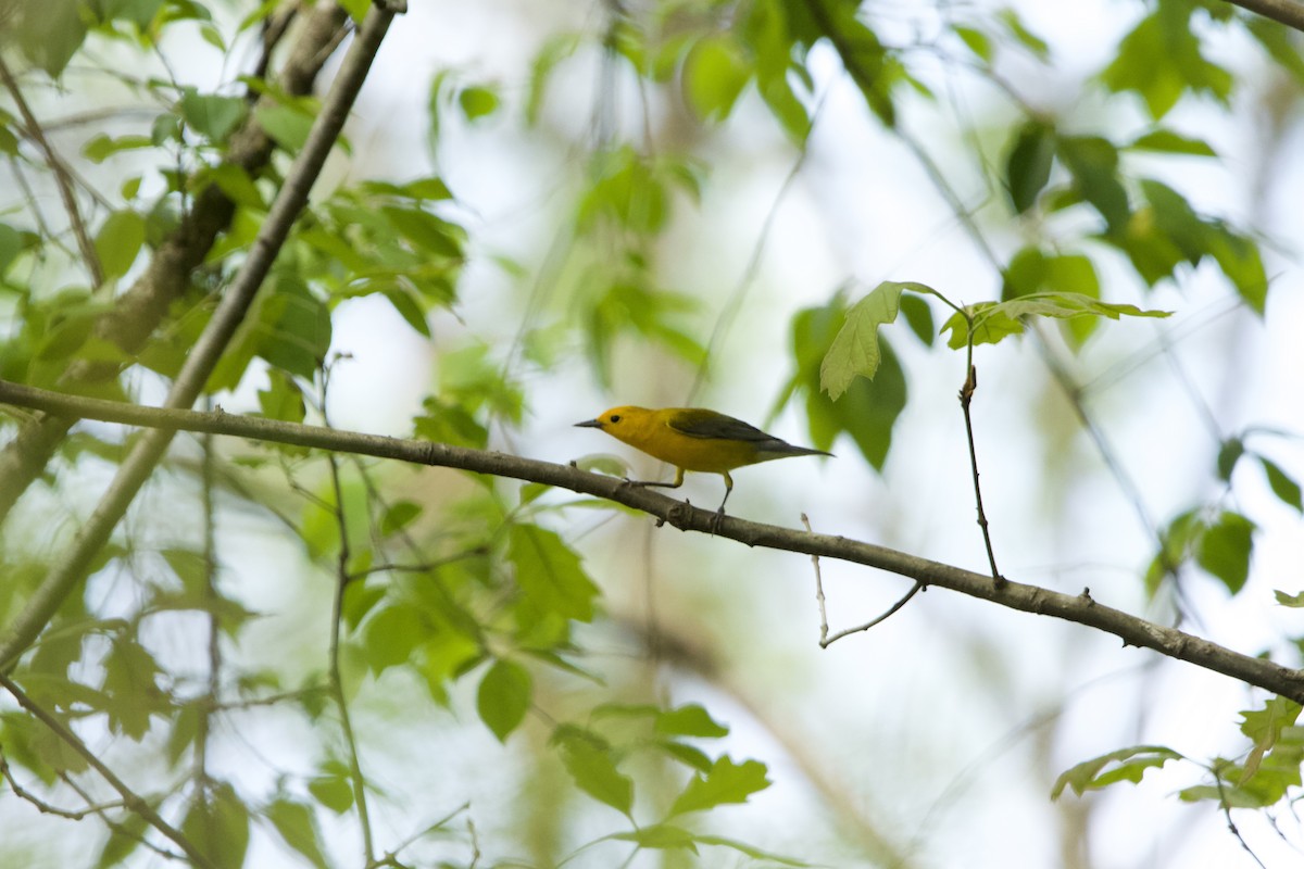 Prothonotary Warbler - ML617486894