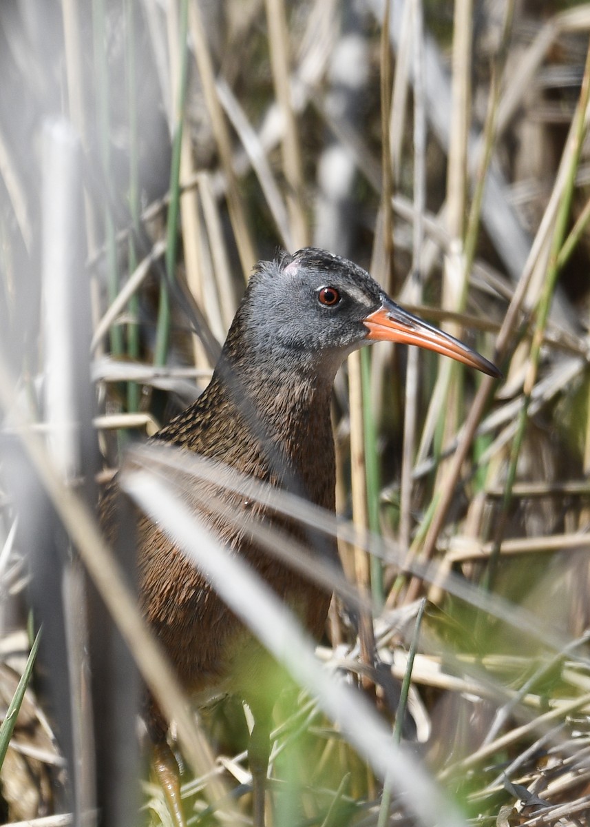 Virginia Rail - ML617486920