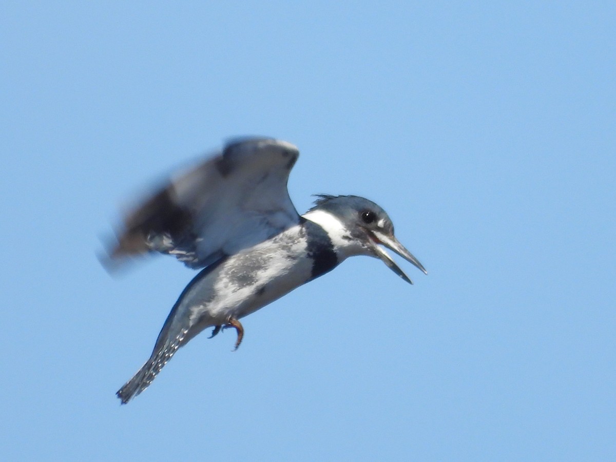 Belted Kingfisher - Emily Williams