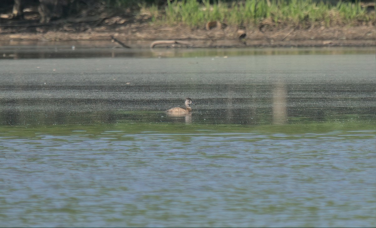 環頸潛鴨 - ML617486998