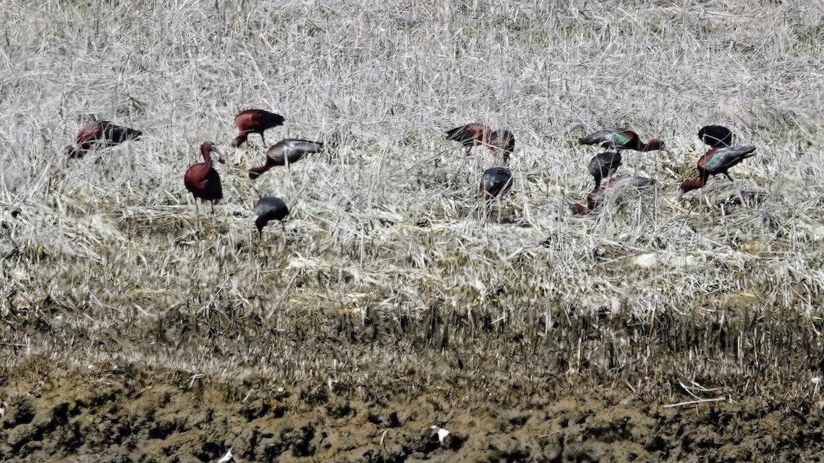 Glossy Ibis - ML617487014