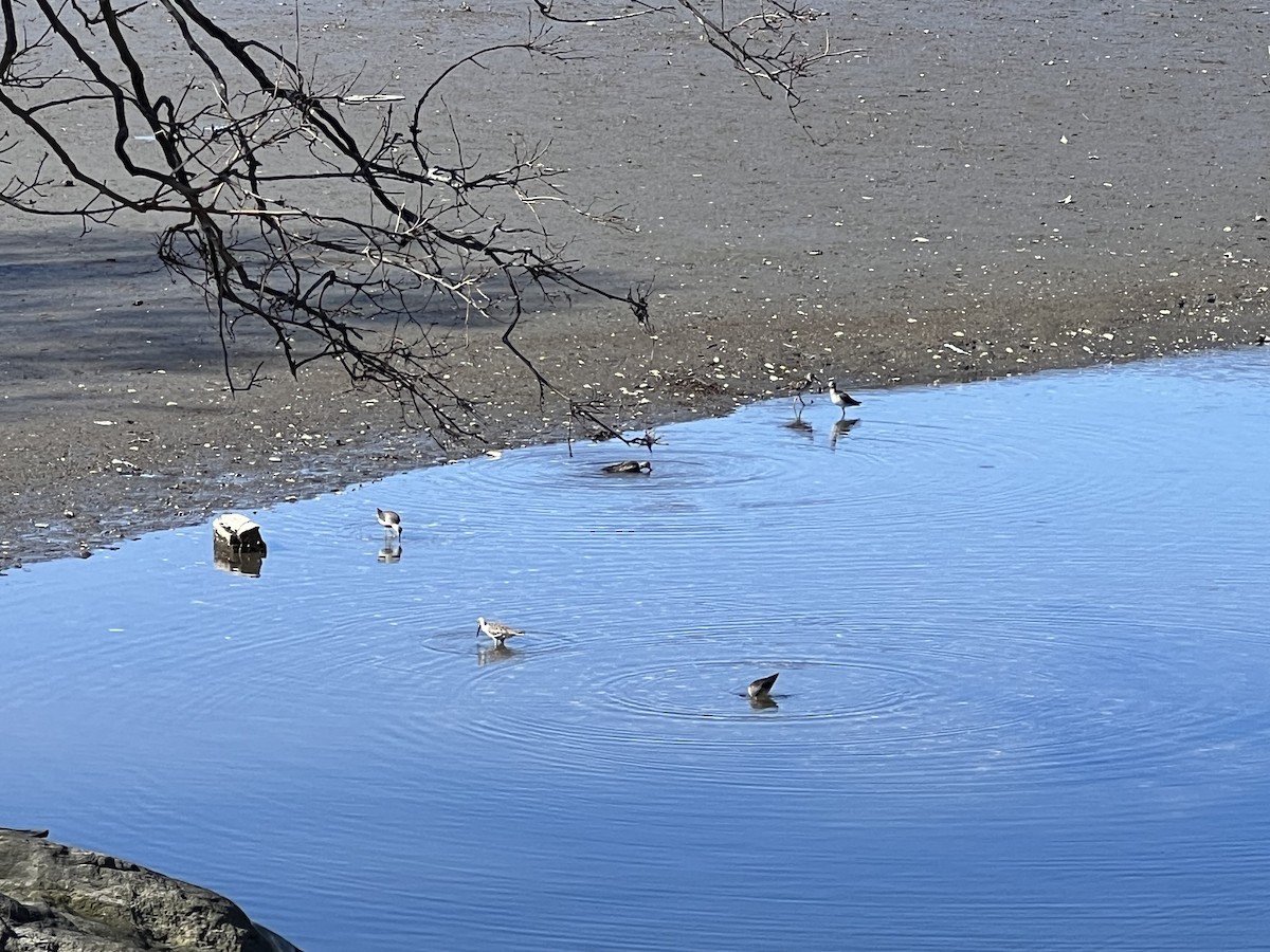 Greater Yellowlegs - Gene Herskovics