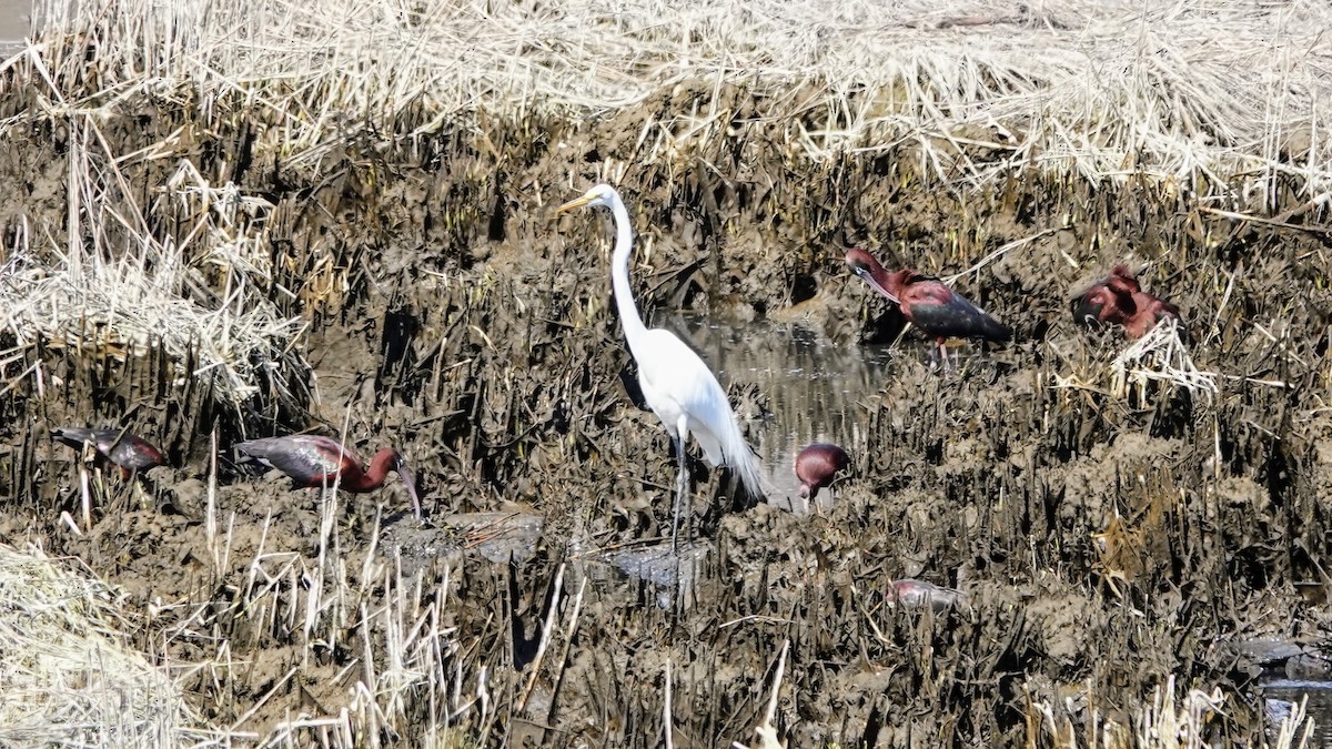 Great Egret - ML617487039