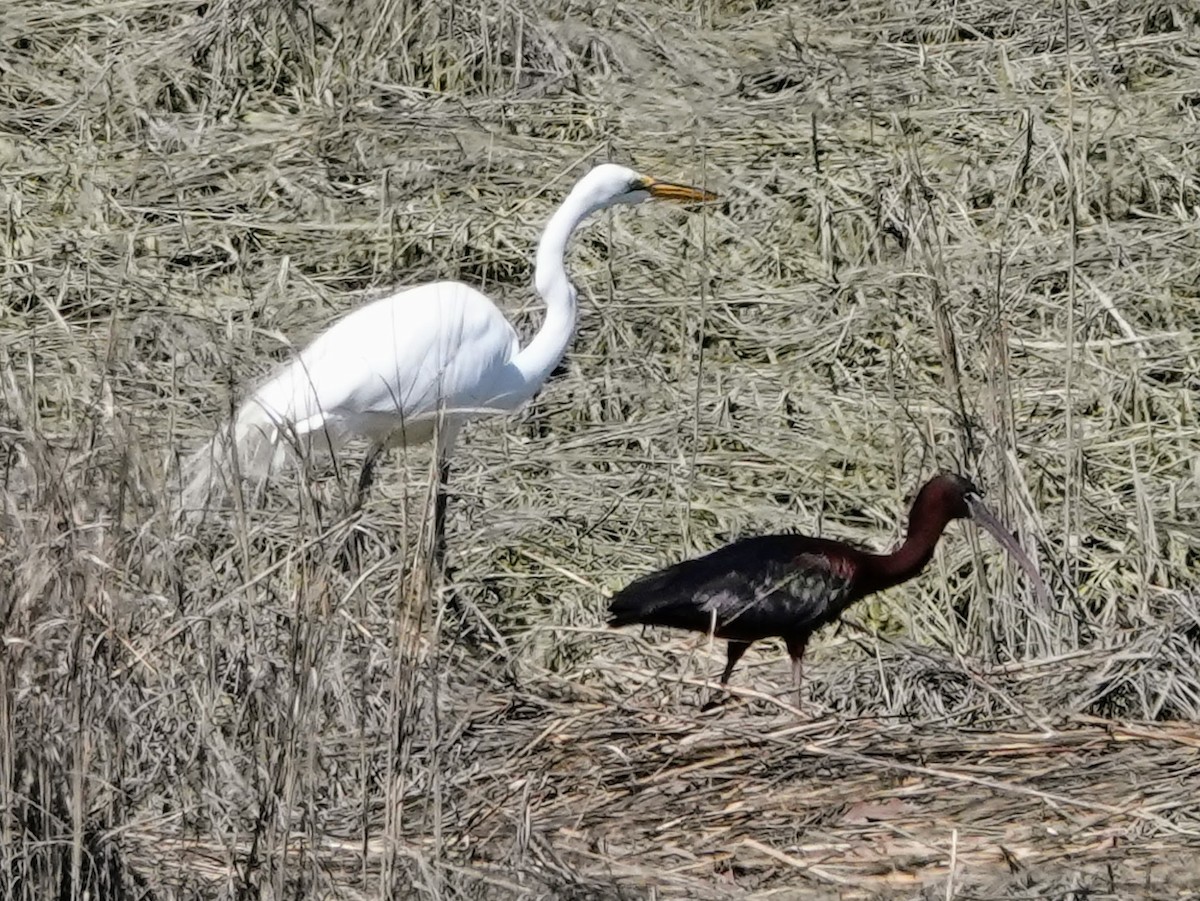 Great Egret - ML617487040