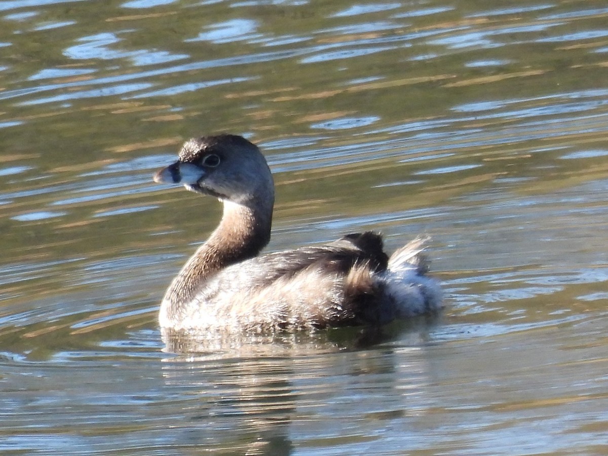 Pied-billed Grebe - ML617487042