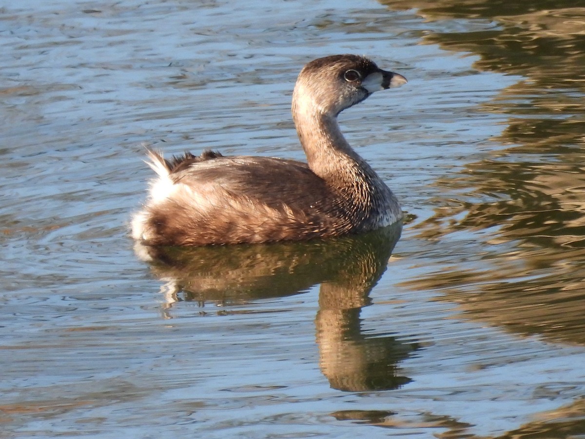 Pied-billed Grebe - ML617487043