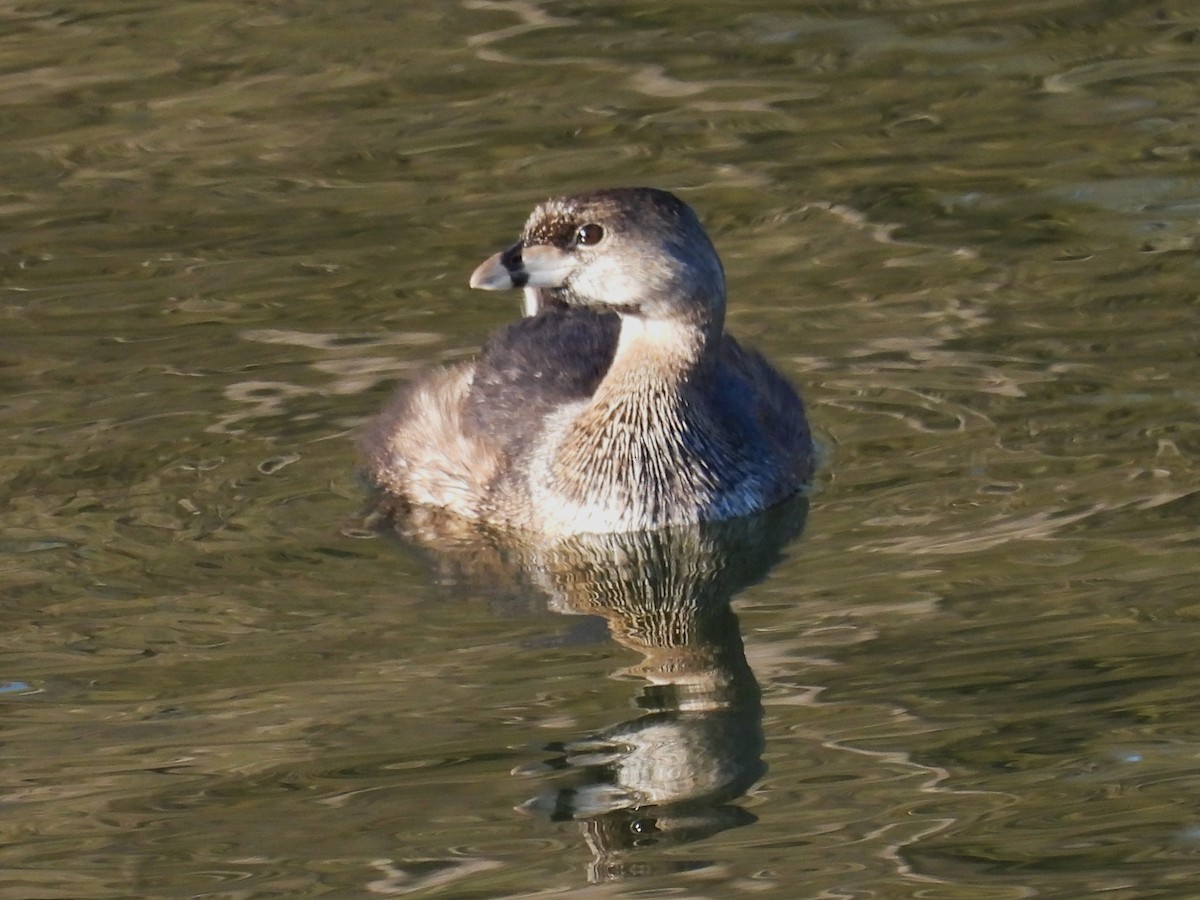 Pied-billed Grebe - ML617487045