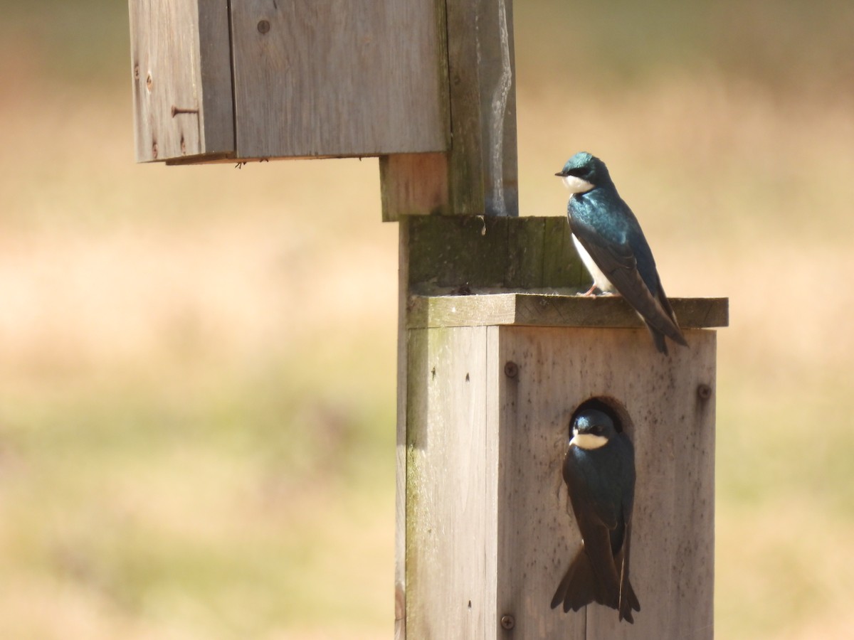 Golondrina Bicolor - ML617487098