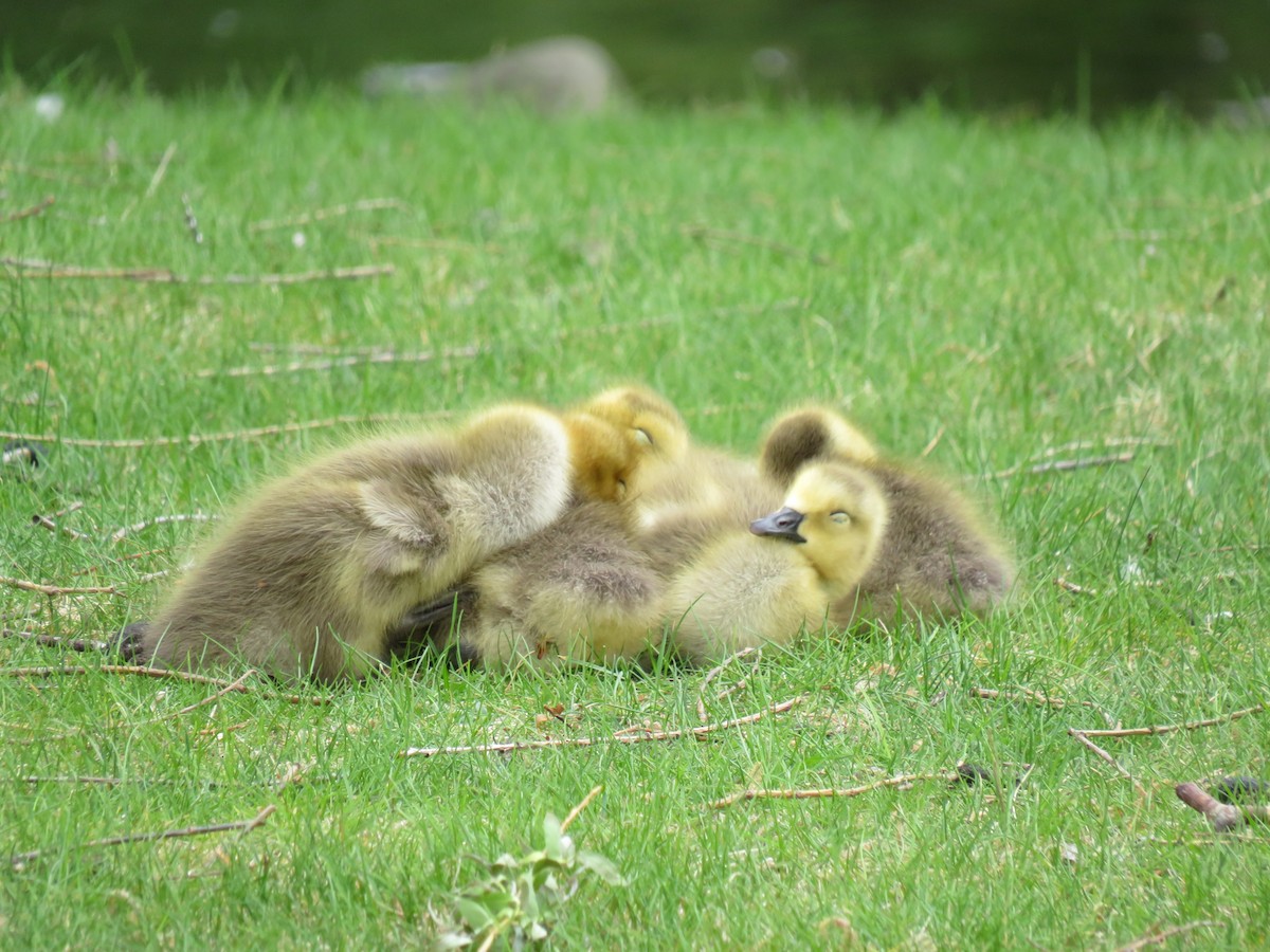 Canada Goose - ML617487130