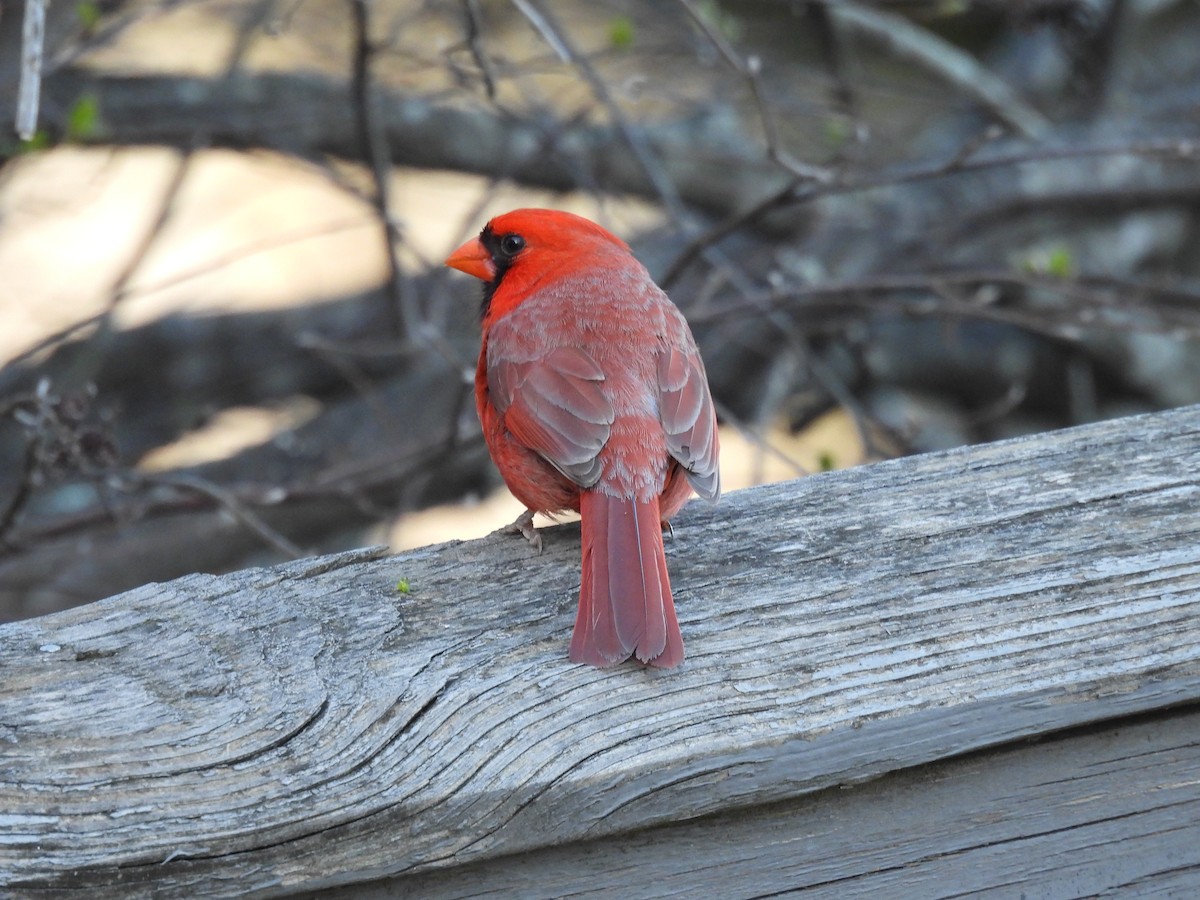 Northern Cardinal - ML617487164