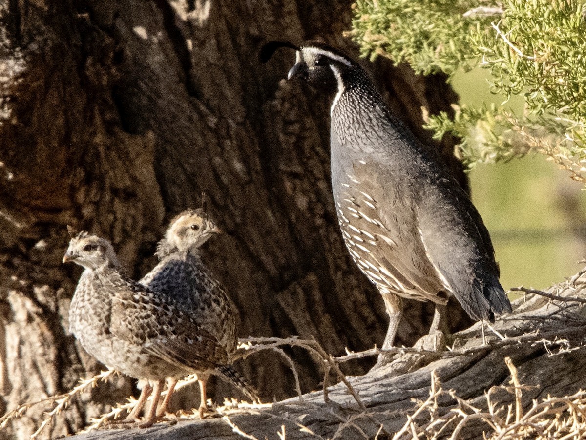 California Quail - Winston Humphreys 🦜