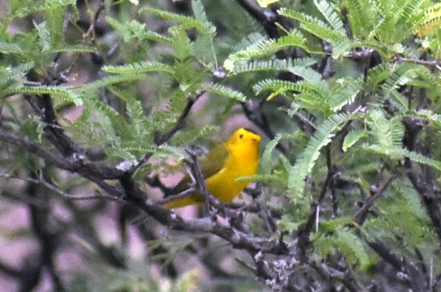 Wilson's Warbler - Adrian Romo Garcia