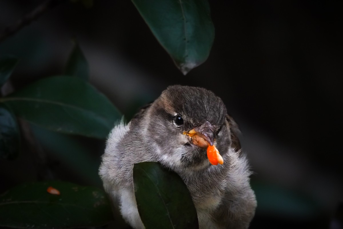 Moineau domestique - ML617487294