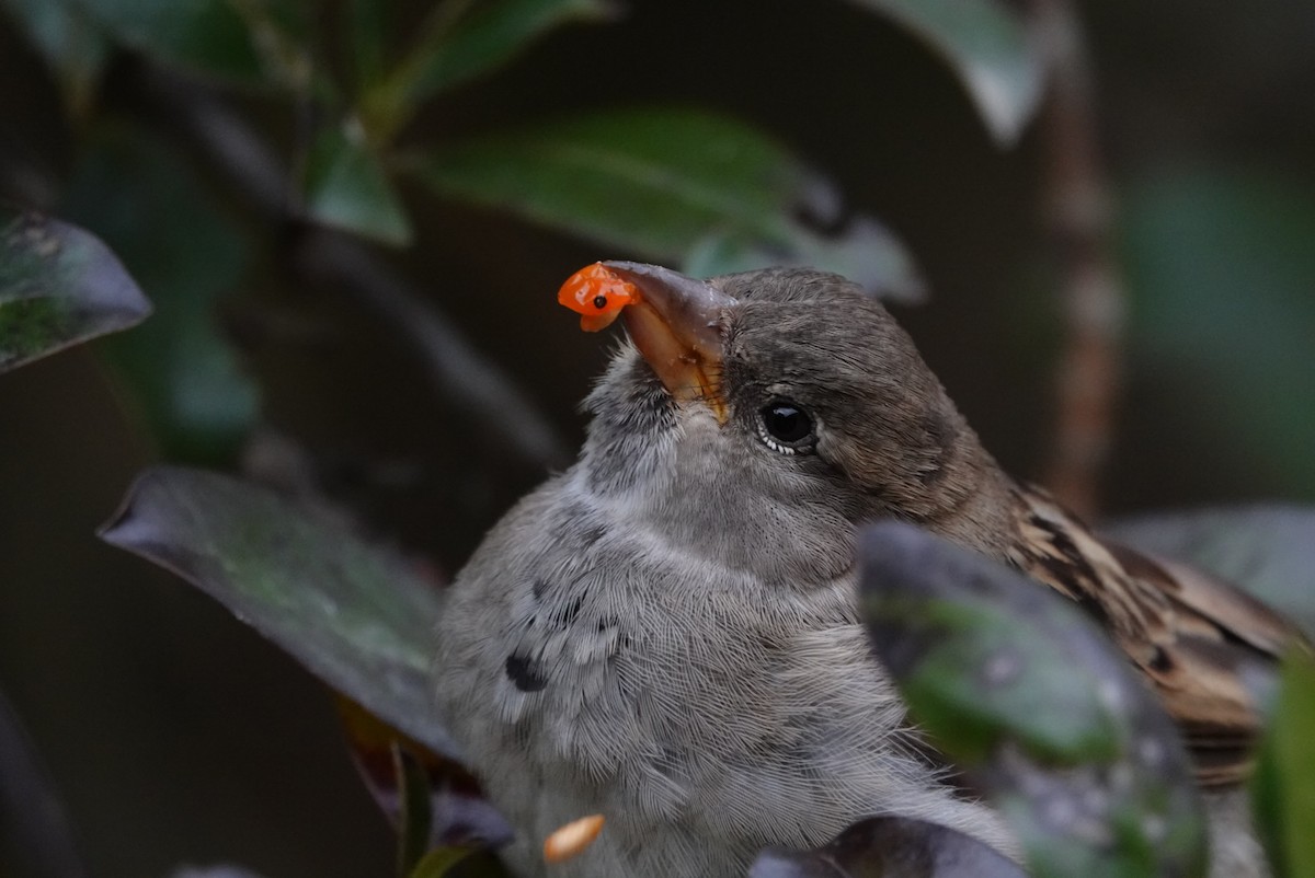 Moineau domestique - ML617487300