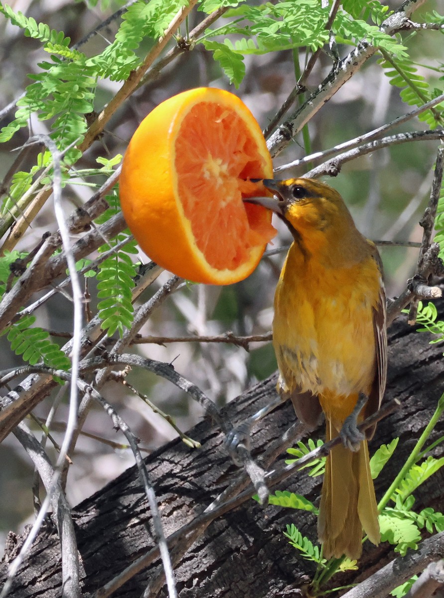 Streak-backed Oriole - ML617487313