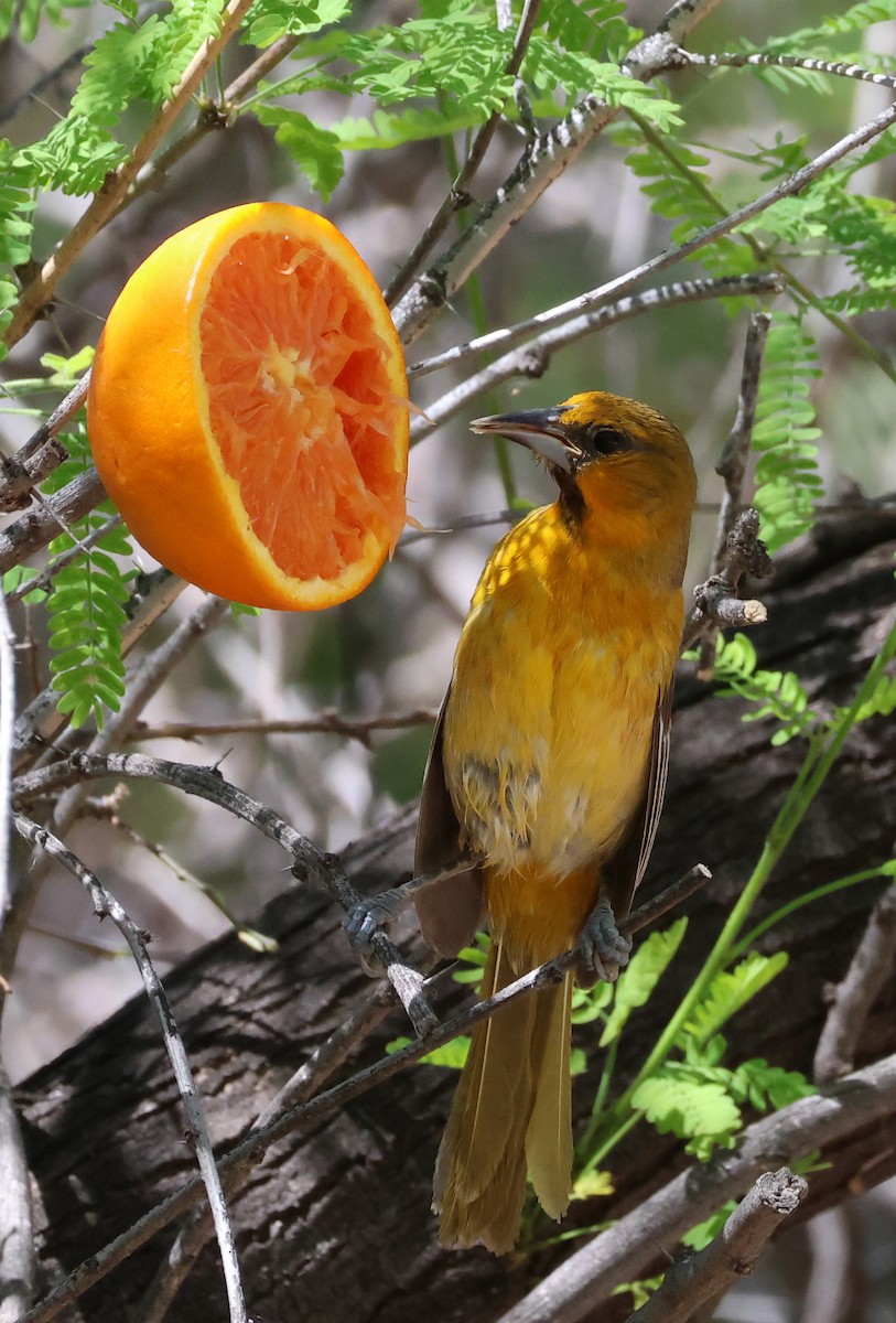 Streak-backed Oriole - ML617487316