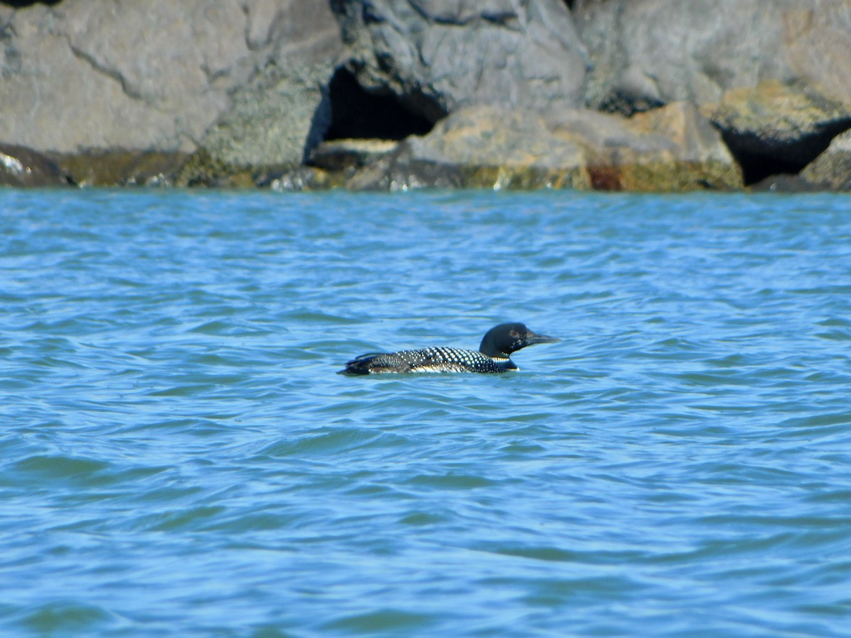 Common Loon - ML617487320