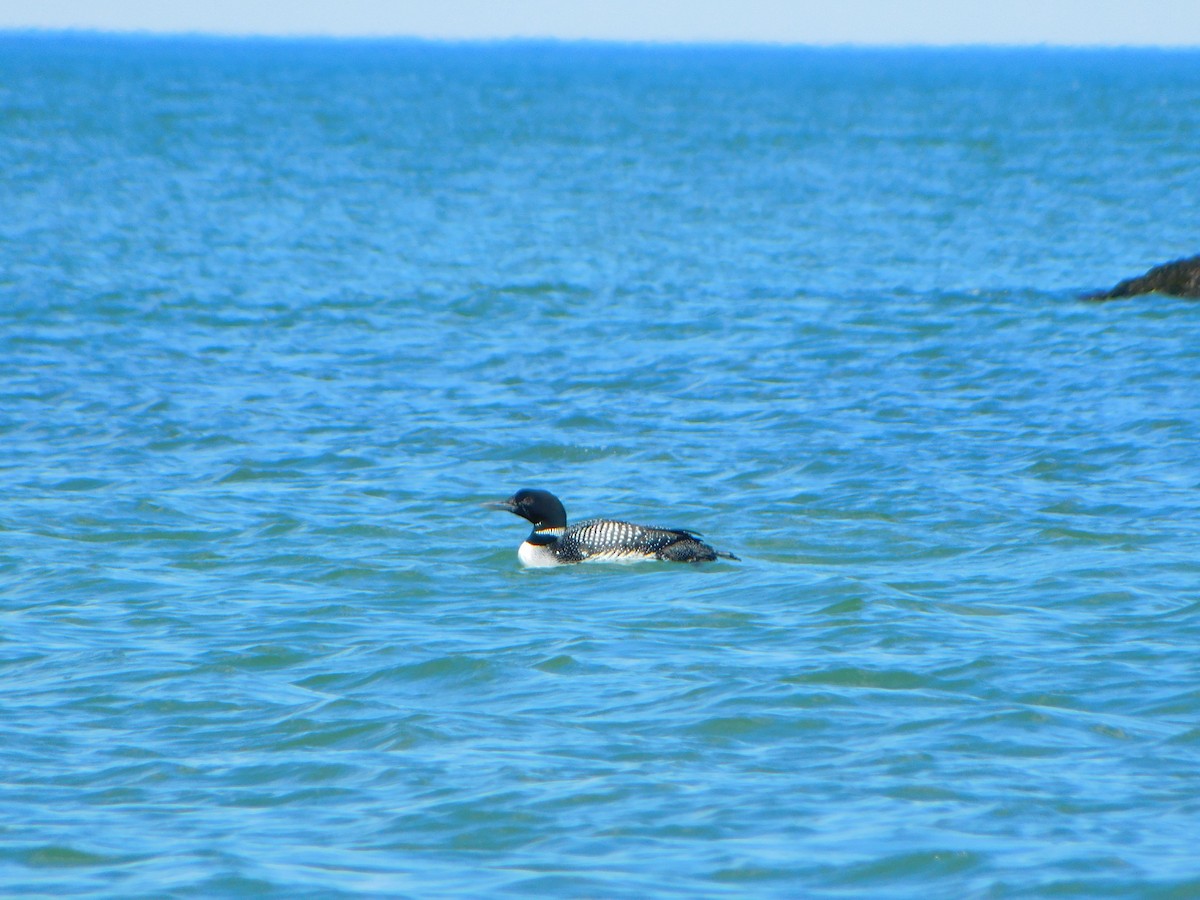 Common Loon - ML617487323