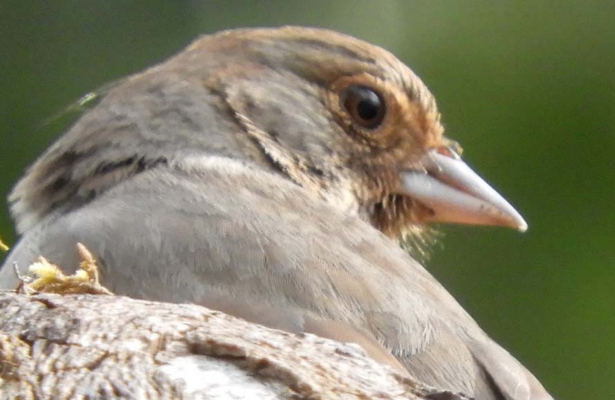 California Towhee - ML617487325