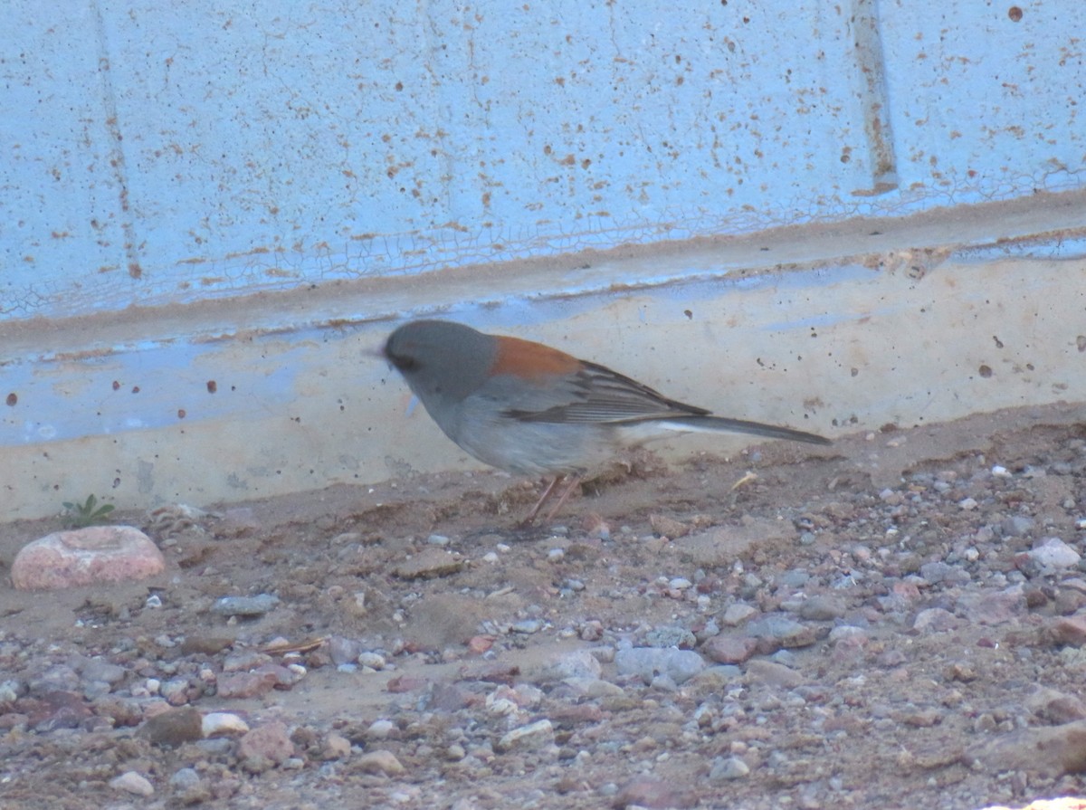 Dark-eyed Junco (Gray-headed) - Catherine Sandell