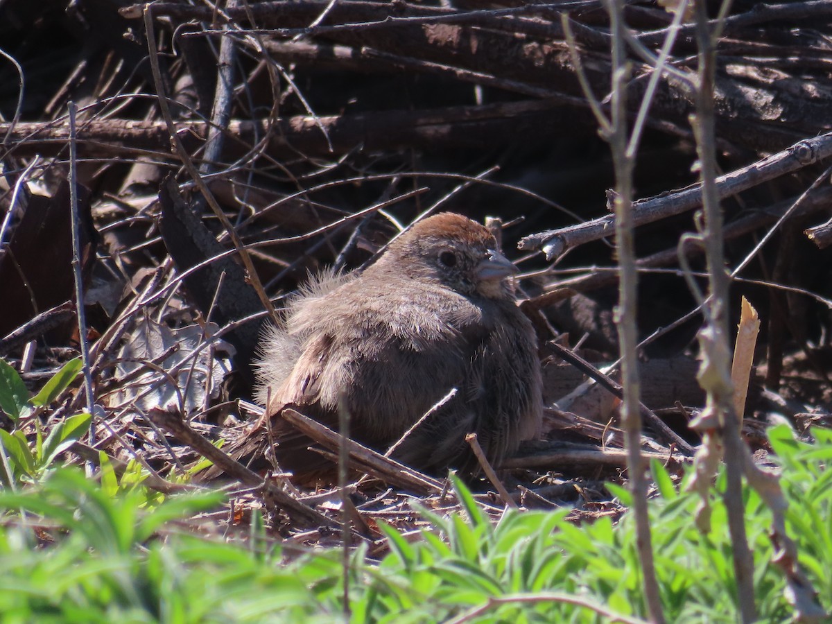 Canyon Towhee - Catherine Sandell