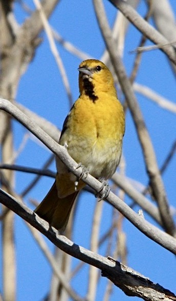 Bullock's Oriole - ML617487417