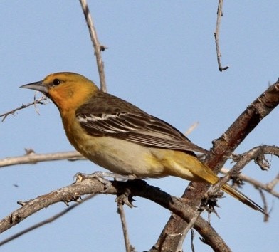 Oriole de Bullock - ML617487421