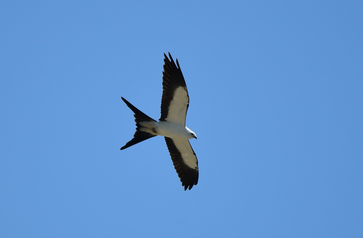 Swallow-tailed Kite - ML617487454