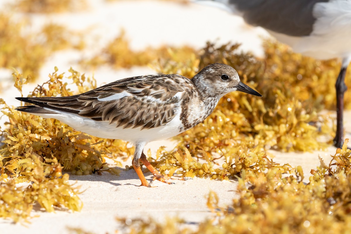 Ruddy Turnstone - ML617487459