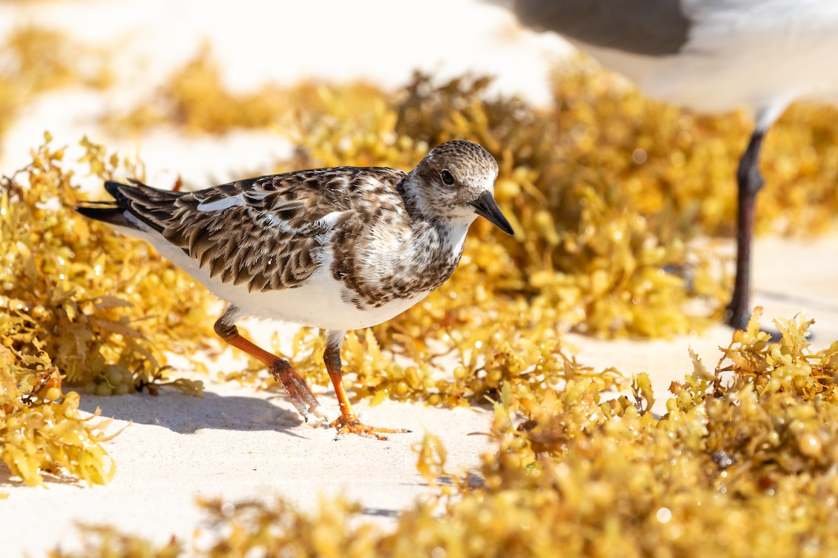 Ruddy Turnstone - ML617487460